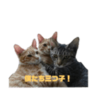 猫の睡眠すたんぷ（個別スタンプ：8）
