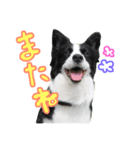 ボーダーコリーadeleのスタンプ（個別スタンプ：8）