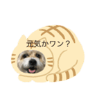 Coo'sスタンプ（個別スタンプ：8）