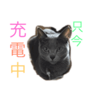 猫好きさんのスタンプ 2 ネコ猫ねこ（個別スタンプ：4）