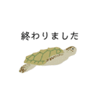 動植物たち(日本語バージョン)（個別スタンプ：22）