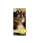 我が家のアイドル モナちゃん♡（個別スタンプ：8）