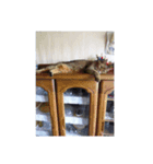 蘭マル（個別スタンプ：4）