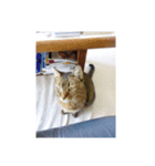 蘭マル（個別スタンプ：6）