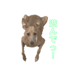 ®️dog 2（個別スタンプ：1）