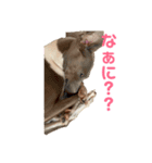 ®️dog 2（個別スタンプ：2）