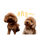 ®️dog 2（個別スタンプ：3）