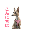 ®️dog 2（個別スタンプ：4）