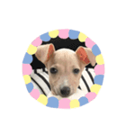 ®️dog 2（個別スタンプ：5）
