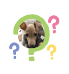 ®️dog 2（個別スタンプ：7）