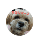 ラサアプソの気持ち2（個別スタンプ：1）