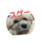 ラサアプソの気持ち2（個別スタンプ：4）