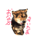わんこのイチ（個別スタンプ：4）