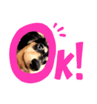 Jackさん(パピー編)（個別スタンプ：1）
