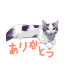 イラストひのき猫スタンプ（個別スタンプ：12）