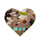 花のメッセージ Kz Studio（個別スタンプ：1）