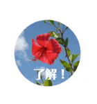 花のメッセージ Kz Studio（個別スタンプ：2）