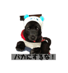 甲斐犬のうめスタンプPart3（個別スタンプ：7）