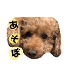 wish 1（個別スタンプ：3）