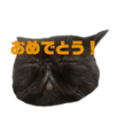 雷蔵⚡︎⚡︎（個別スタンプ：6）