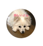 ポメチーのスタンプ（個別スタンプ：1）