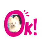 ポメチーのスタンプ（個別スタンプ：5）