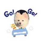 ポメチーのスタンプ（個別スタンプ：6）