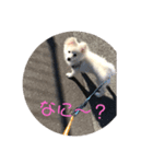 ポメチーのスタンプ（個別スタンプ：7）