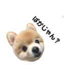 くぅてぃ（個別スタンプ：1）