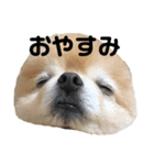 くぅてぃ（個別スタンプ：3）