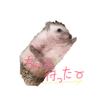 ハリネズミのすだちちゃん（個別スタンプ：2）