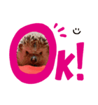 ハリネズミのすだちちゃん（個別スタンプ：4）