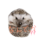 ハリネズミのすだちちゃん（個別スタンプ：5）