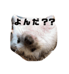 ハリネズミのすだちちゃん（個別スタンプ：7）
