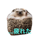 ハリネズミのすだちちゃん（個別スタンプ：8）