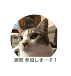 猫好きの「参加」しますスタンプ（個別スタンプ：1）