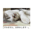 猫好きの「参加」しますスタンプ（個別スタンプ：2）