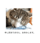 猫好きの「参加」しますスタンプ（個別スタンプ：3）