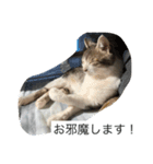 猫好きの「参加」しますスタンプ（個別スタンプ：4）