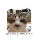 猫好きの「参加」しますスタンプ（個別スタンプ：5）