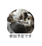 猫好きの「参加」しますスタンプ（個別スタンプ：6）