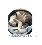 猫好きの「参加」しますスタンプ（個別スタンプ：7）