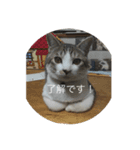 猫好きの「参加」しますスタンプ（個別スタンプ：8）