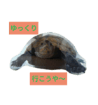 杉本真希（個別スタンプ：5）