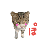 のらライフ♪(感情編2)（個別スタンプ：5）