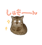 のらライフ♪(感情編2)（個別スタンプ：8）