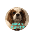 キャバリア寿楽ちゃんスタンプ1（個別スタンプ：2）