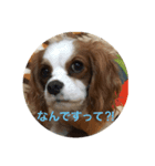 キャバリア寿楽ちゃんスタンプ1（個別スタンプ：3）