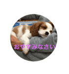 キャバリア寿楽ちゃんスタンプ1（個別スタンプ：5）