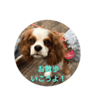 キャバリア寿楽ちゃんスタンプ1（個別スタンプ：7）